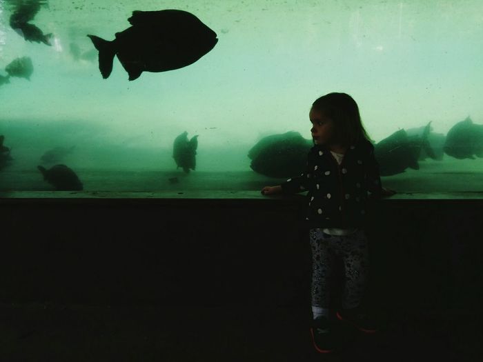 Side view of girl in fish tank at aquarium