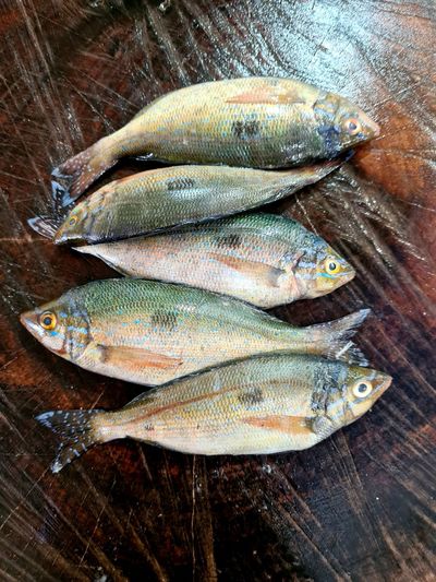 High angle view of fish