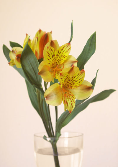Close-up of yellow alstroemeria flowers in vase against white background