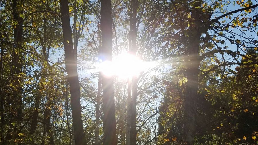 Sunlight streaming through trees against sun