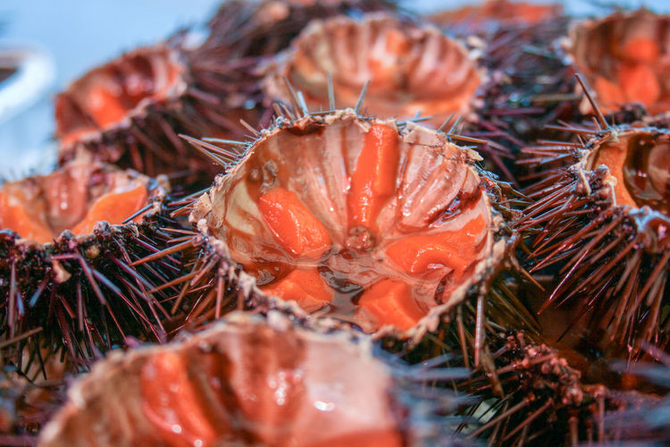 Sea urchins with orange eggs for sushi ,close up