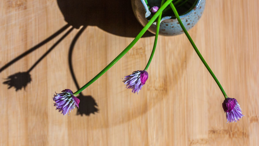 High angle view of purple flowering plants on wooden table