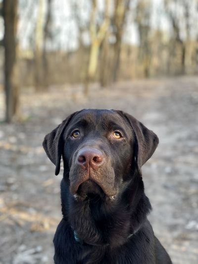 Labrador portrait 