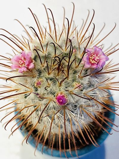 Close-up of pink cactus flower
