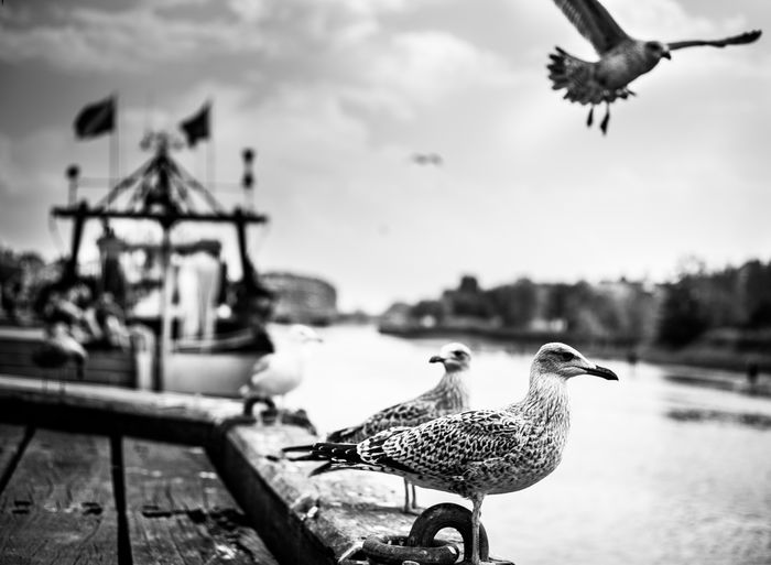 Close-up of seagull perching on a boat