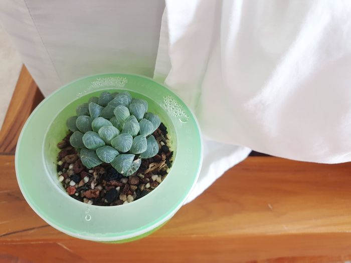 High angle view of succulent plant in bowl on table