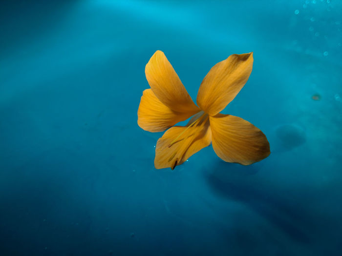 Close-up of blue flower floating on water