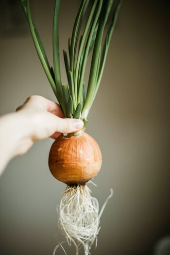 Close-up of hand holding onion