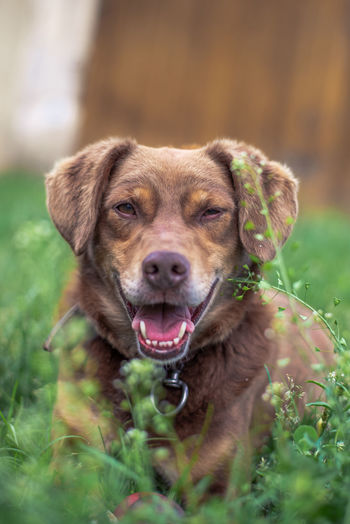 Close-up portrait of a dog on field