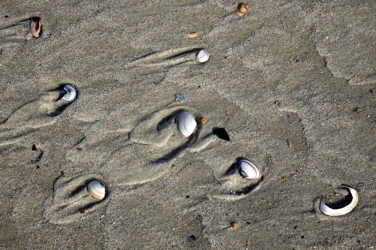 High angle view of seashells on sandy beach