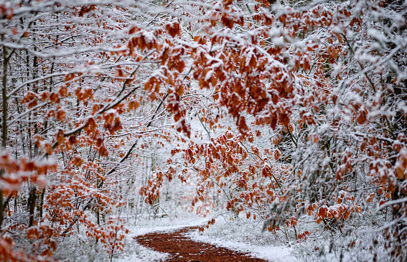 Full frame shot of frozen trees during winter