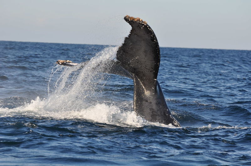 Close-up of whale swimming in sea against clear sky