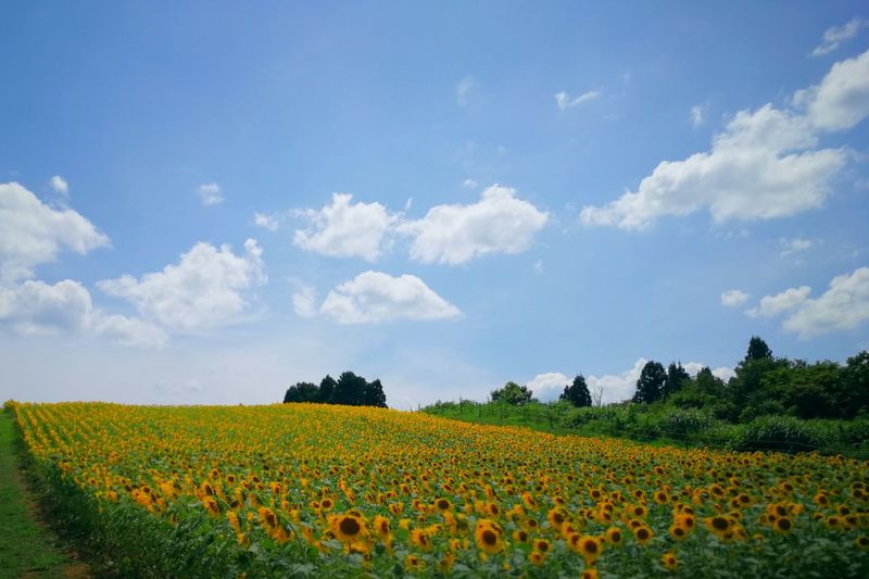 Scenic view of yellow flower field against sky