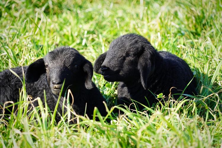 Two black newborn lambs in a grass