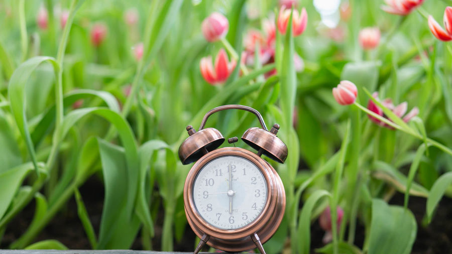 Close-up of clock on plant at field
