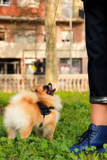 Close-up of pomeranian standing by low section of woman on field