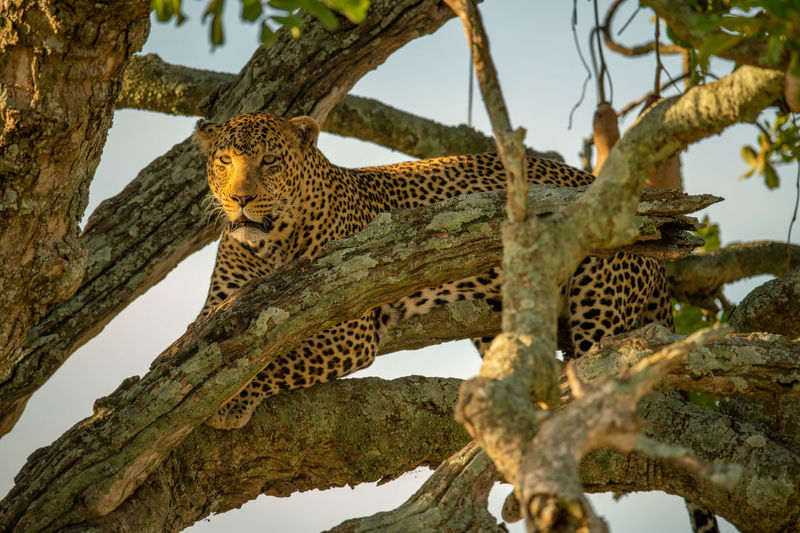 Leopard lying in tree behind tangled branches