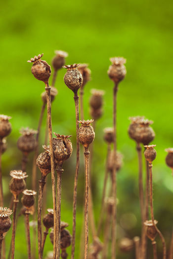 Close-up of flower buds growing on field