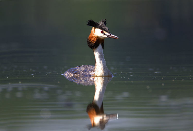 The great crested grebe on crna mlaka fishpond