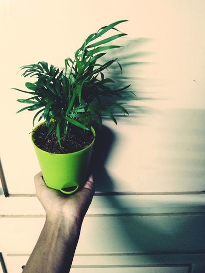 Person holding potted plant in pot