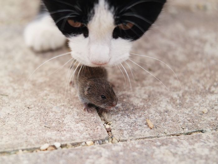 Close-up of cat smelling mouse on footpath