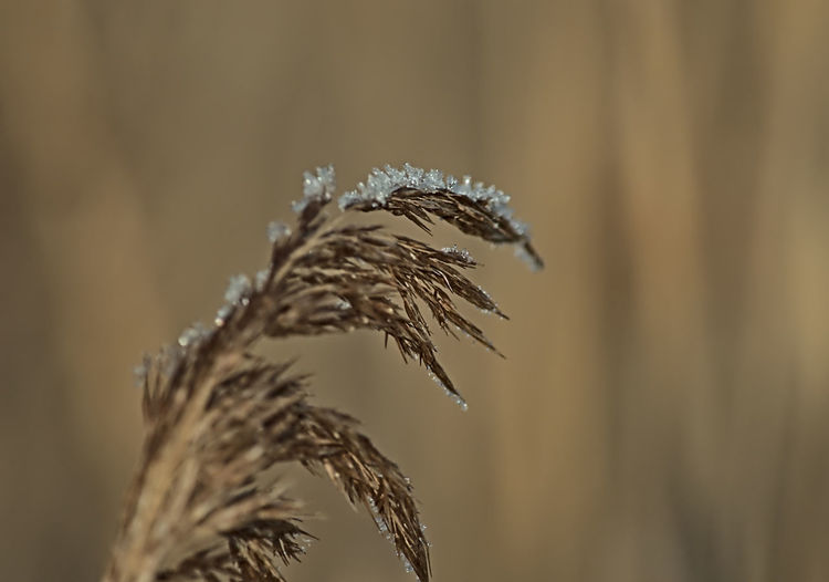 Close-up of dried plant against blurred background