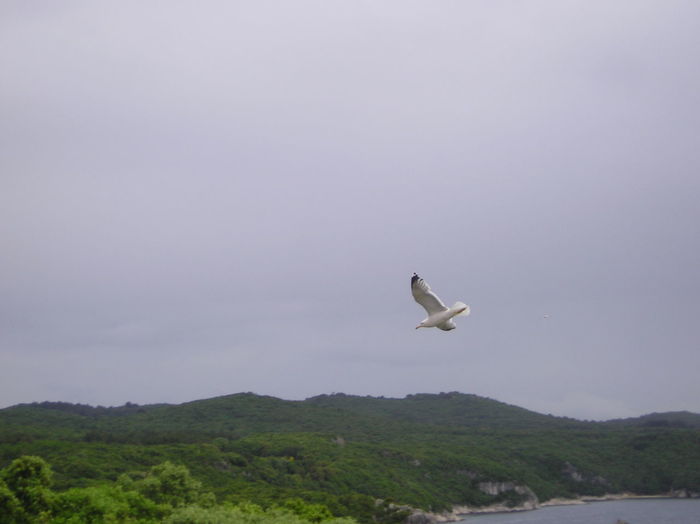 Bird flying over landscape against sky