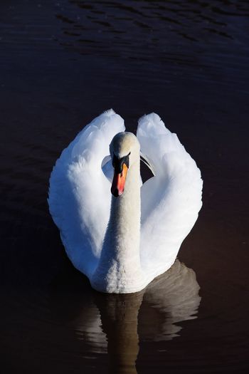 Swan swimming in lake