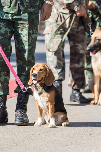 Low section of people with dog