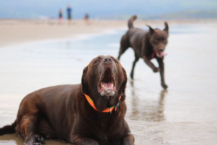 Labrador yawning at beach