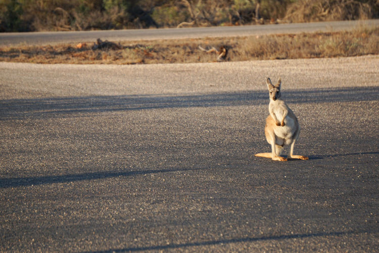 Wallaby on road in city