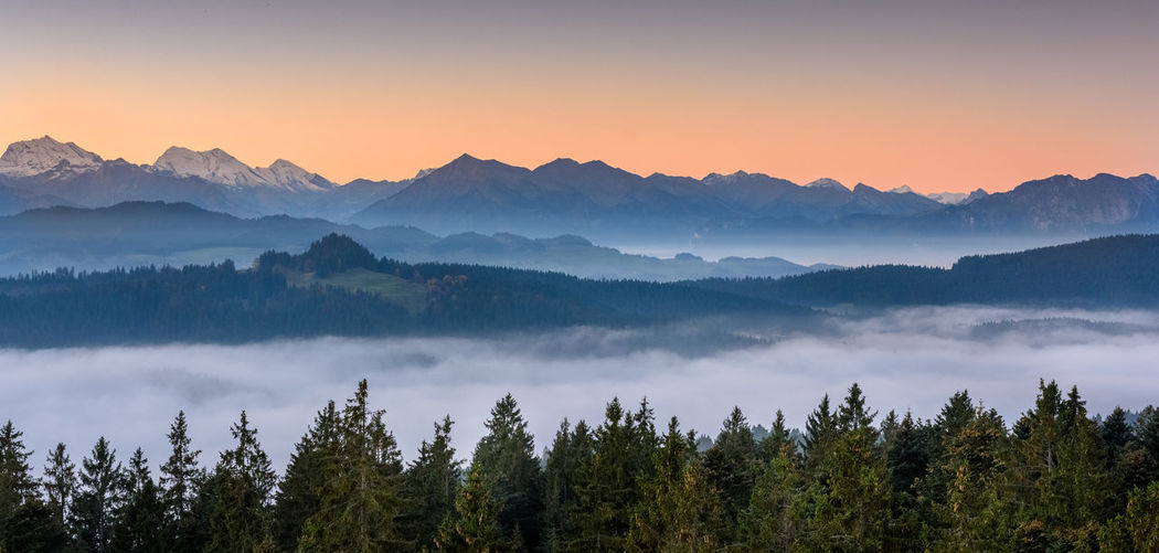 Scenic view of forest against sky during sunset