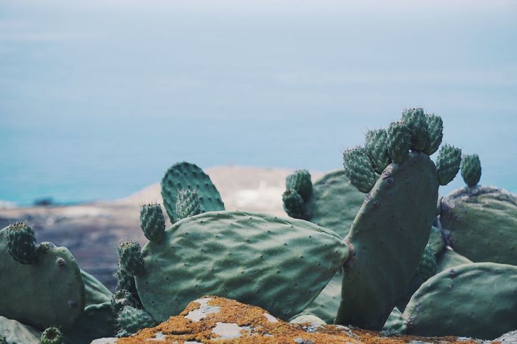 Close-up of cactus growing on rock against sea