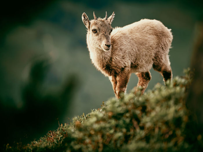 Portrait of ibex standing on grass