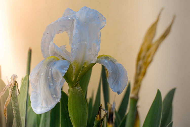 Close-up of wet white flowering plant