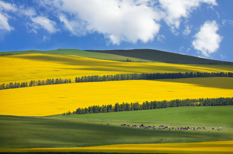 Scenic view of field against sky