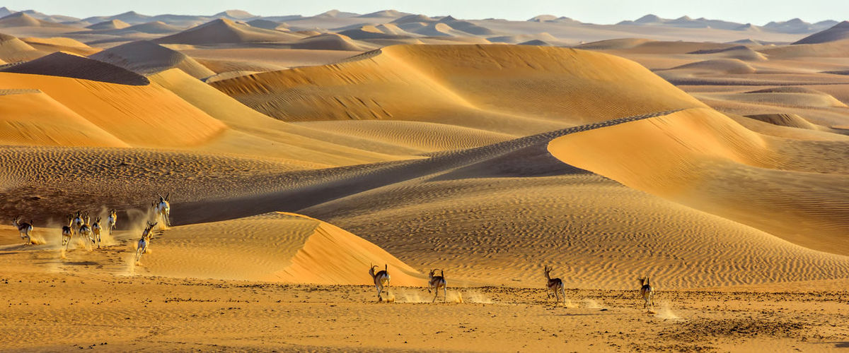 Animals running on desert