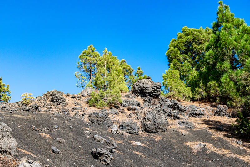Volcanic landscape and pine forest at astronomy viewpoint llanos del jable, la palma, canary islands
