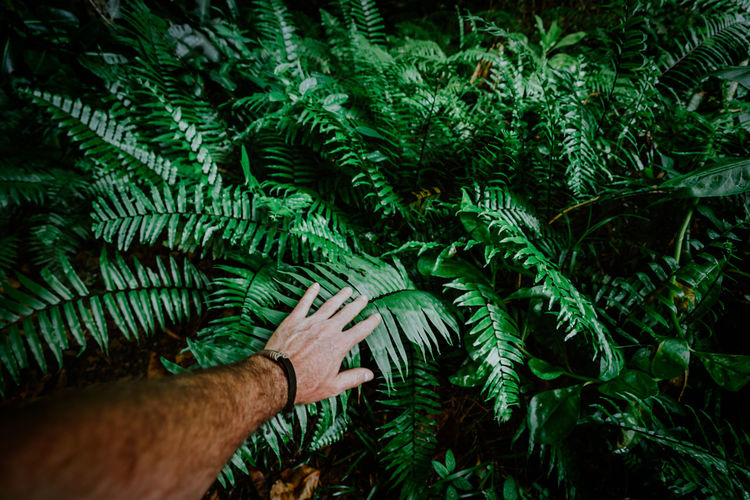 Cropped hand touching fern 