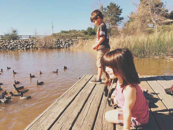 Sibling on jetty with coots in pond