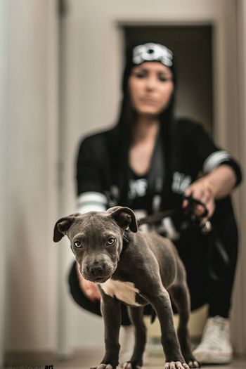 Black dog holding mask
