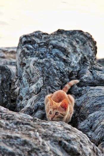 Portrait of kitten on rock