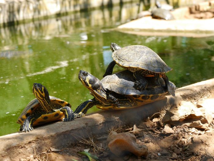 Close-up of turtles by lake