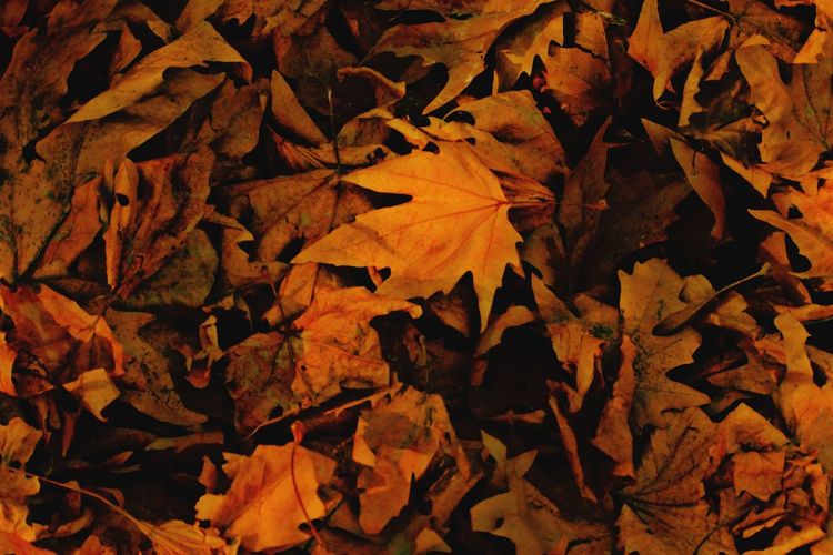 Full frame shot of dried autumn leaves on field