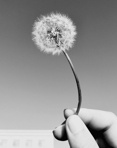Close-up of hand holding dandelion against white background