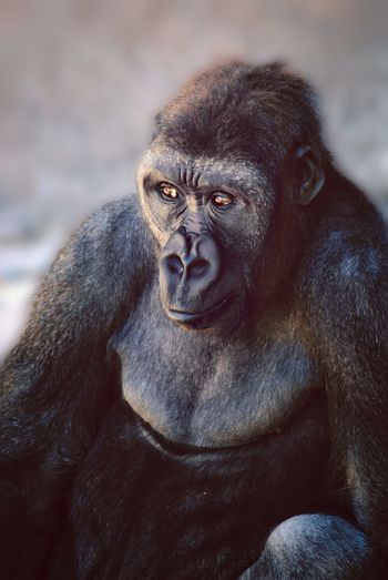 Close-up of gorilla