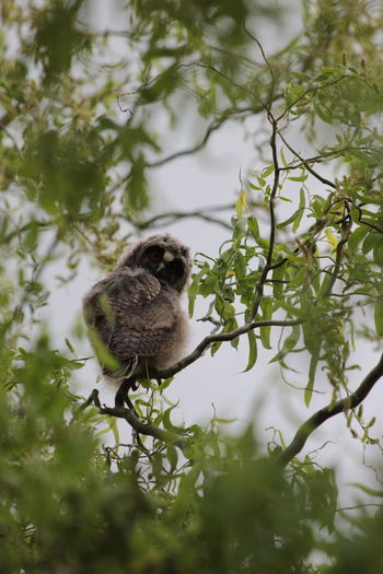 Bird perching on a tree, owl, eule, waldohreulen 