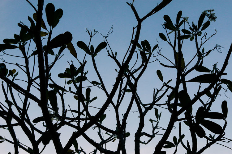 Low angle view of silhouette plants against sky at dusk