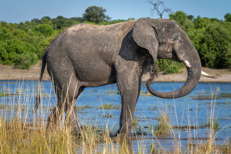 African elephant stands in river blowing mud