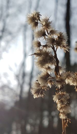 Low angle view of flower tree against sky